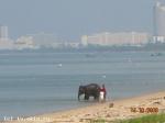 По пляжу слона водили