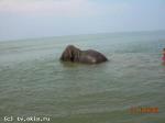 Слоник купается